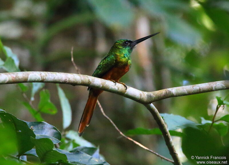 Jacamar à couronne bleueadulte, identification, composition