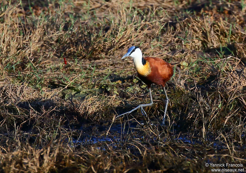 Jacana à poitrine doréeadulte, habitat, composition, marche