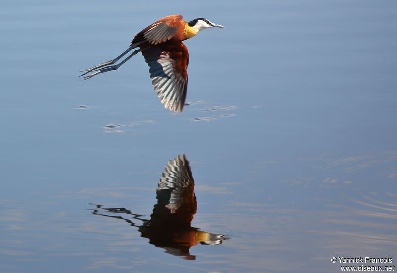 African Jacanaadult, aspect, Flight