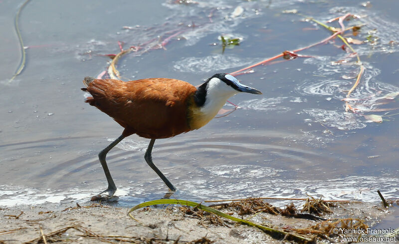 Jacana à poitrine doréeadulte, habitat, composition, marche