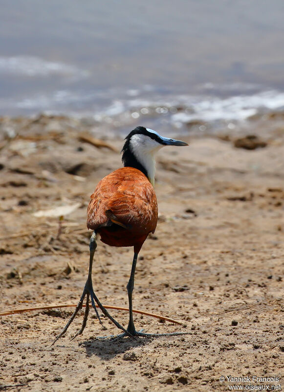 Jacana à poitrine doréeadulte, identification, composition