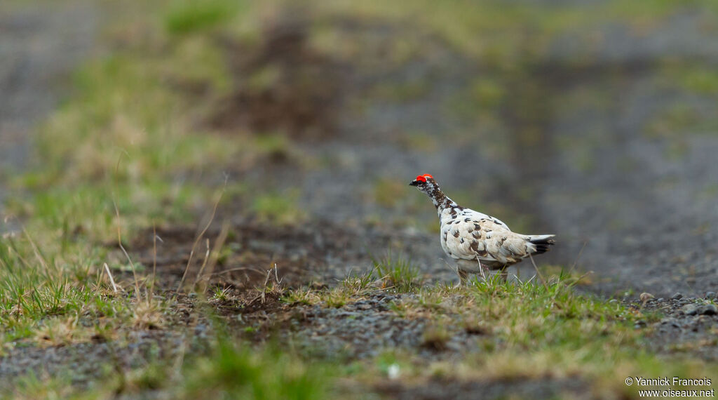 Lagopède alpin mâle adulte, habitat, composition