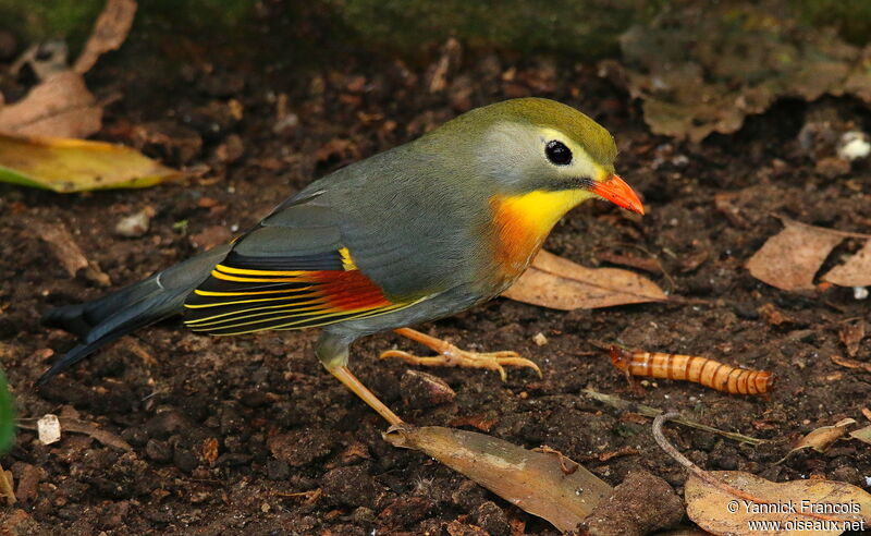 Léiothrix jauneadulte, identification, composition, mange