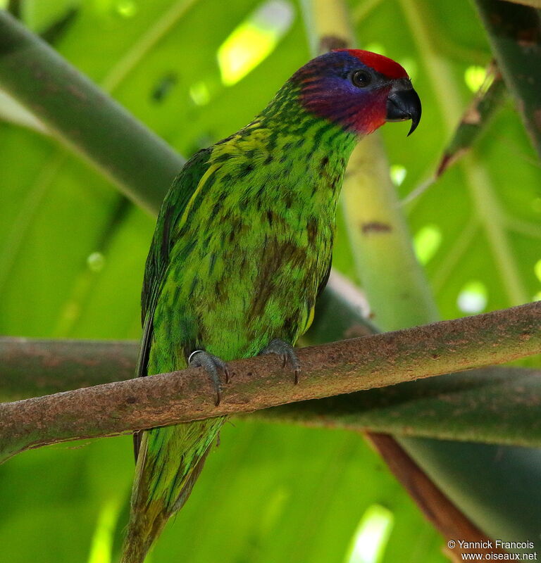 Goldie's Lorikeetadult, identification, aspect