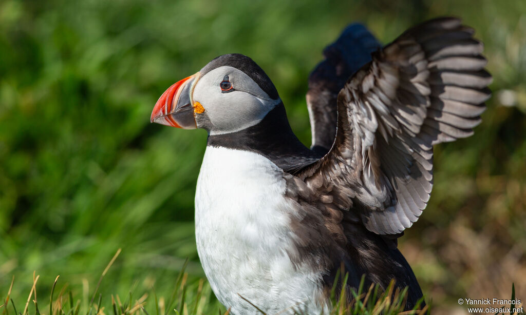 Atlantic Puffinadult, identification, aspect