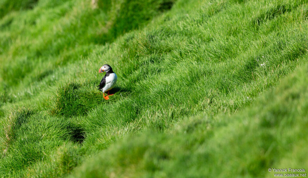 Atlantic Puffinadult, habitat, aspect