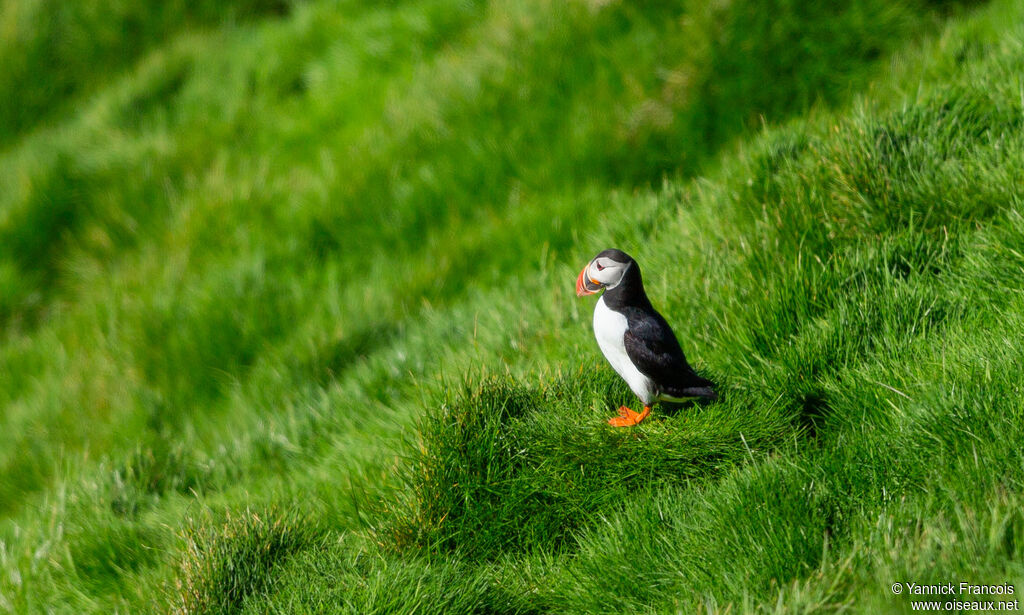 Atlantic Puffinadult, habitat, aspect
