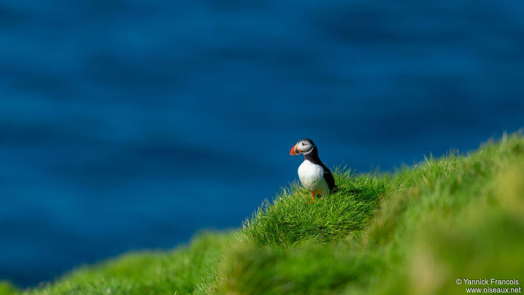 Macareux moineadulte nuptial, habitat, composition