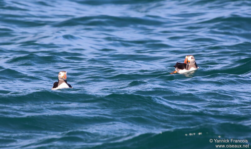 Atlantic Puffinadult breeding, habitat, swimming