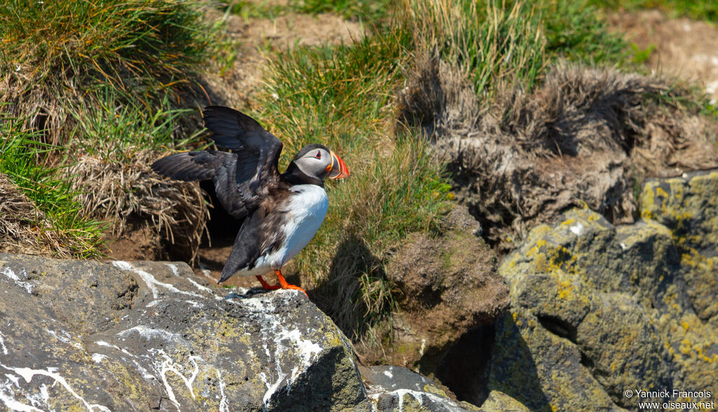 Atlantic Puffinadult, habitat, aspect
