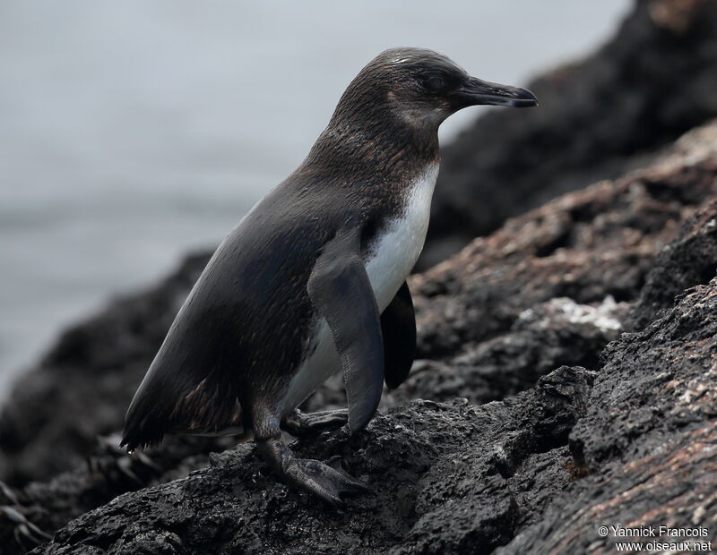 Manchot des Galapagosjuvénile, identification, composition