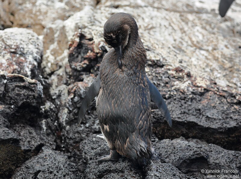 Manchot des Galapagosjuvénile, identification, composition, Comportement