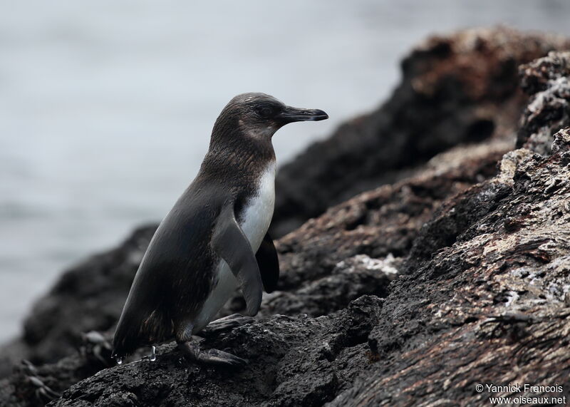 Manchot des Galapagosjuvénile, habitat, composition