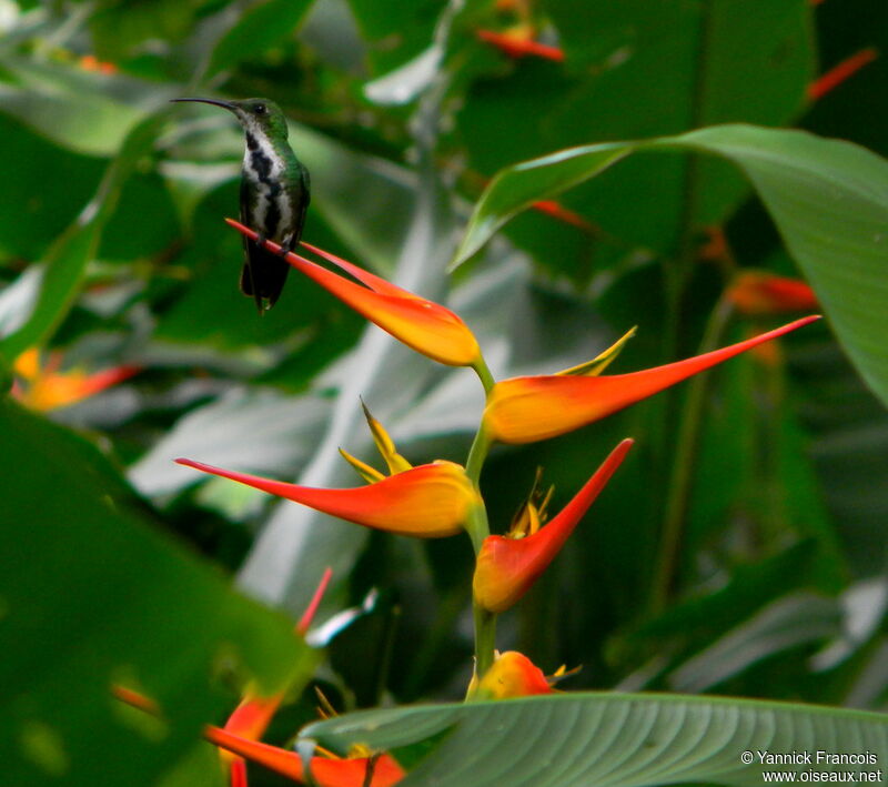 Mango de Prévost femelle adulte, habitat, composition