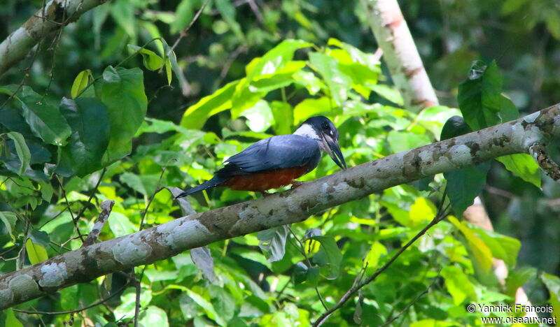 Martin-pêcheur à ventre roux femelle adulte, habitat