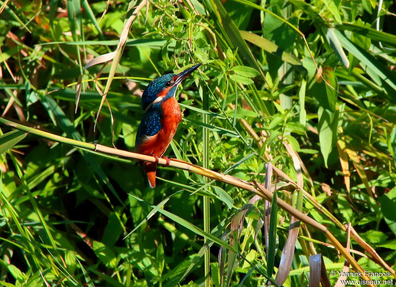 Martin-pêcheur d'Europe femelle adulte, habitat, composition