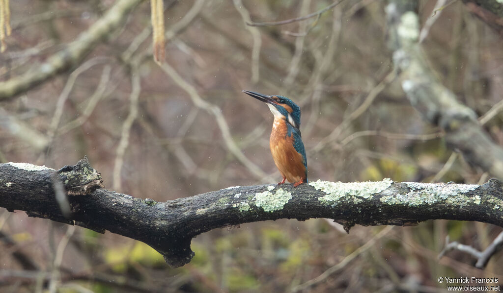 Martin-pêcheur d'Europe mâle adulte, habitat