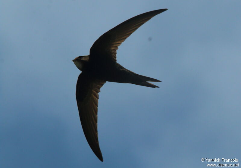 Common Swiftadult, aspect, Flight