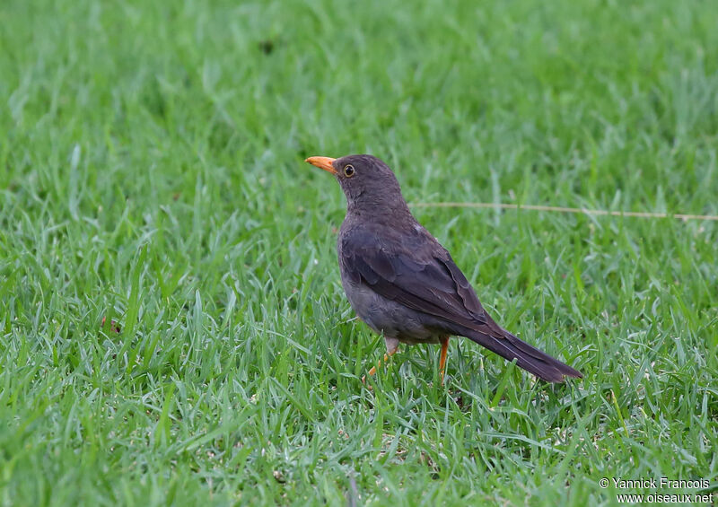 Merle du Karrooadulte, identification, composition