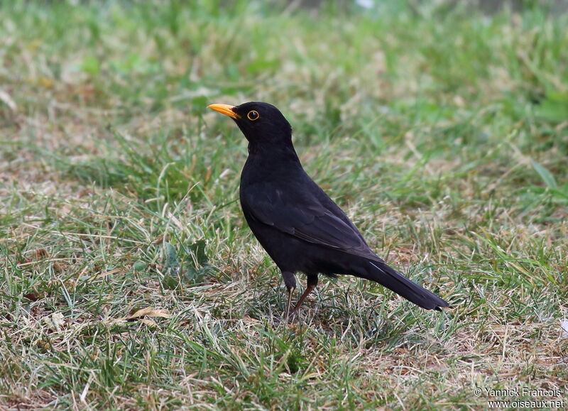 Merle noir mâle adulte, identification, composition