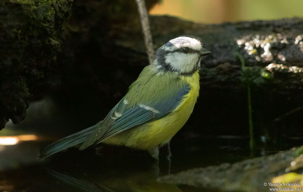 Eurasian Blue Titadult, identification, aspect