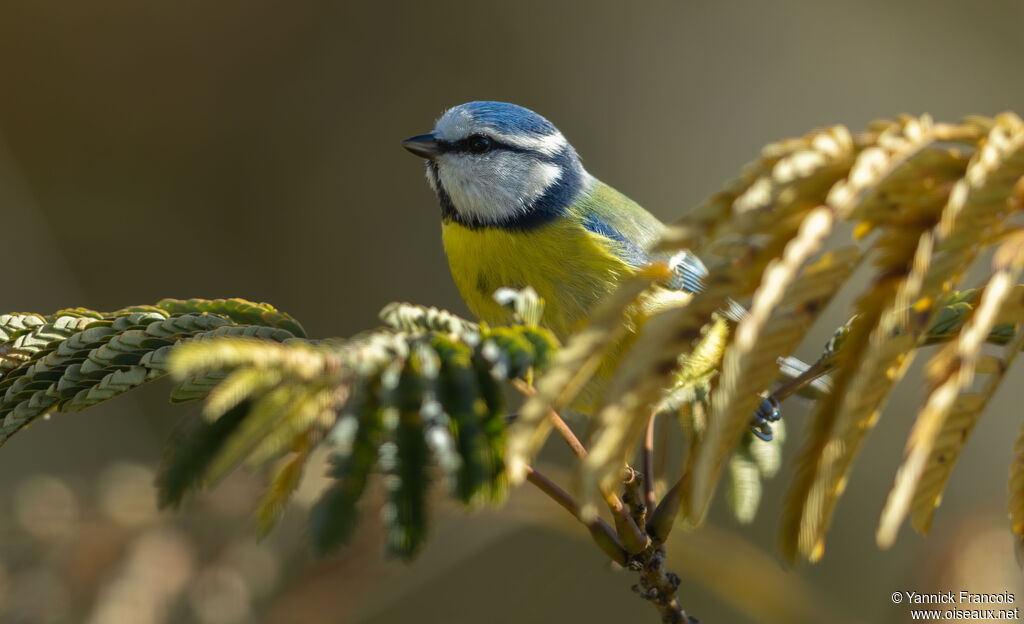 Mésange bleueadulte, identification, composition, mange