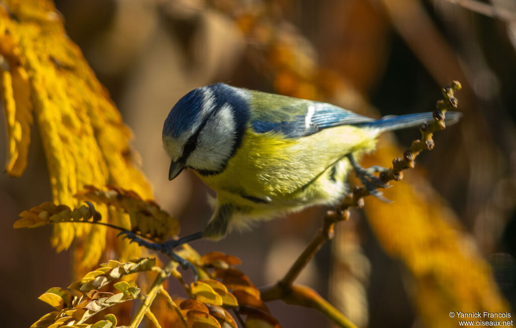 Mésange bleueadulte, identification, composition
