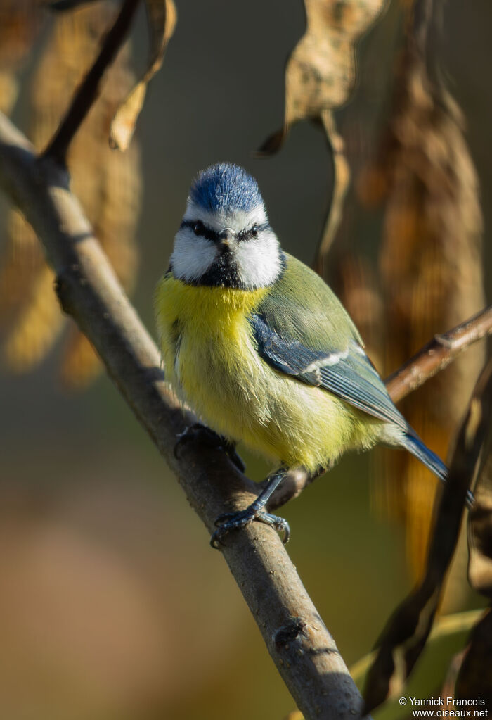 Mésange bleueadulte, identification, composition