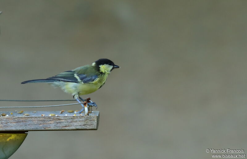 Mésange charbonnièreimmature, identification, composition