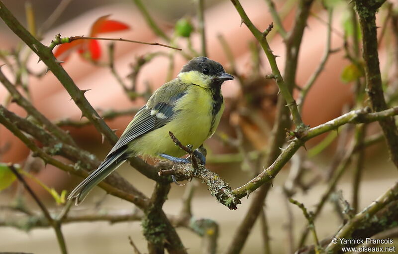 Mésange charbonnière, identification, composition