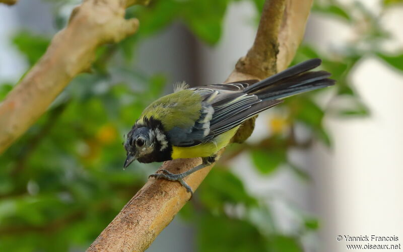 Mésange charbonnièreimmature, identification, composition