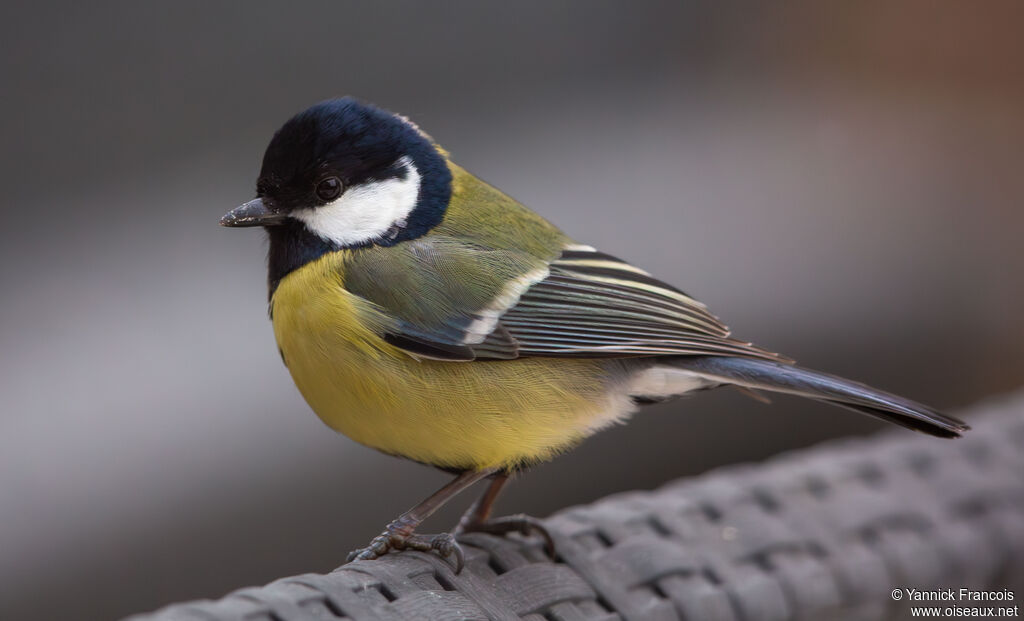 Mésange charbonnière