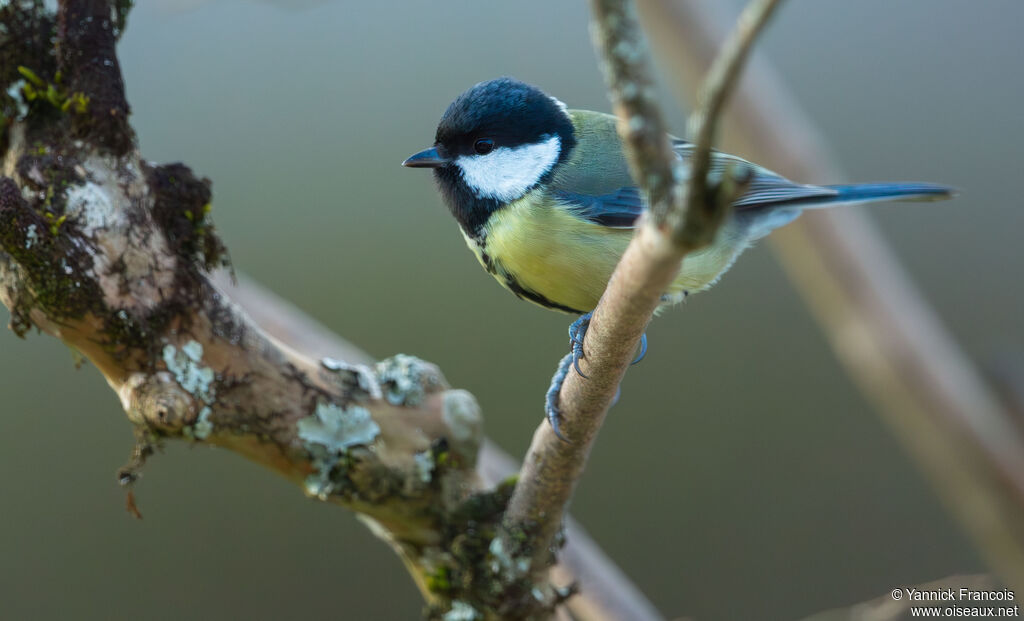 Great Titadult, identification, aspect