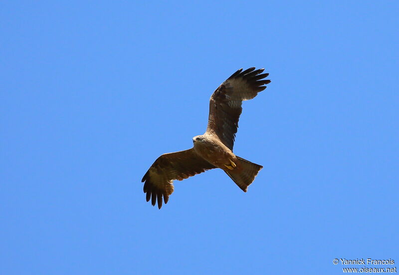 Black Kiteadult, Flight