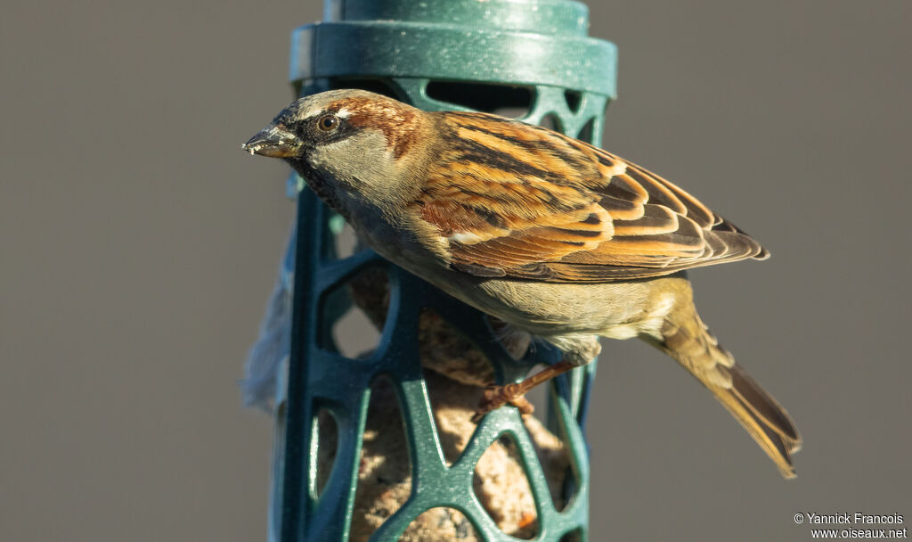 Moineau domestique mâle adulte, identification, composition, mange