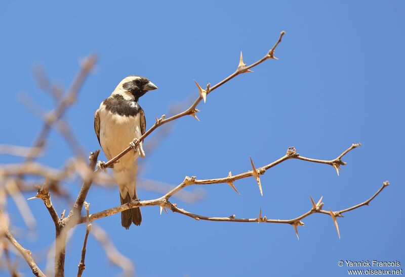 Moineau mélanure mâle adulte, habitat, composition