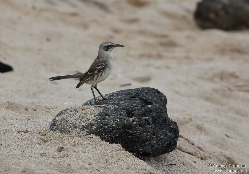 San Cristobal Mockingbirdadult, habitat, aspect