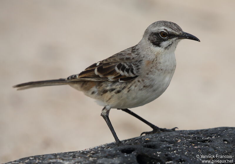 Moqueur de San Cristobaladulte, identification, composition