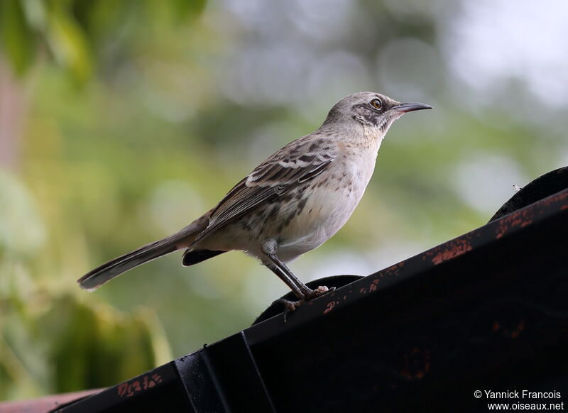 Moqueur de San Cristobaladulte, identification, composition