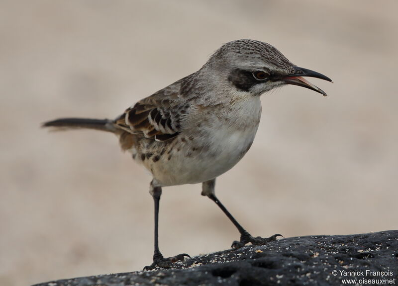 Moqueur de San Cristobaladulte, identification, composition