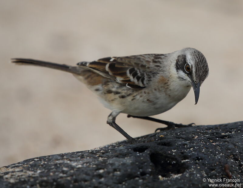 San Cristobal Mockingbirdadult, identification, aspect