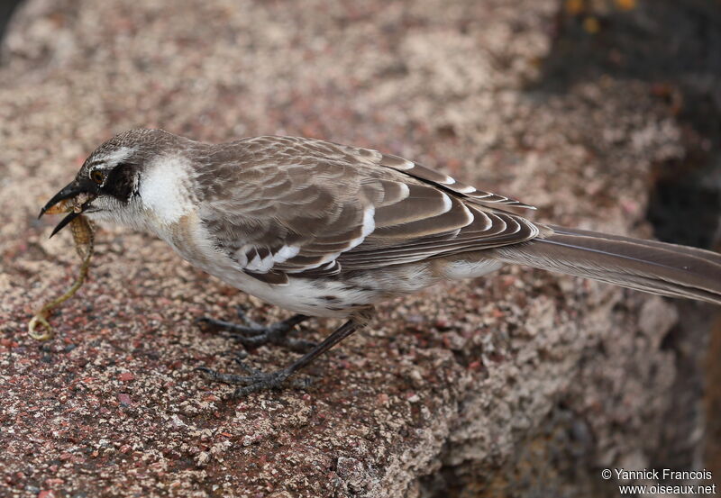 Moqueur des Galapagosadulte, identification, composition, mange