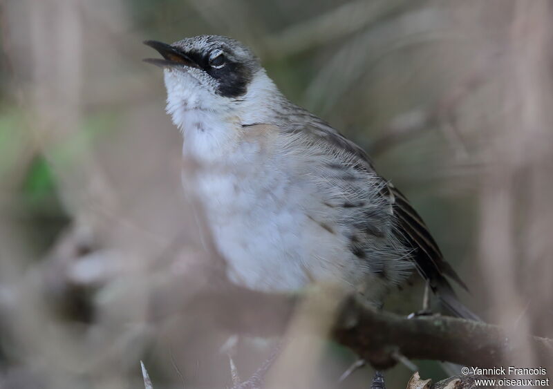 Moqueur des Galapagosadulte, identification, composition, chant