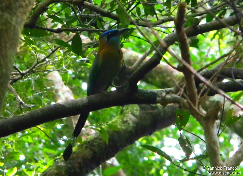 Motmot de Lessonadulte, habitat, composition