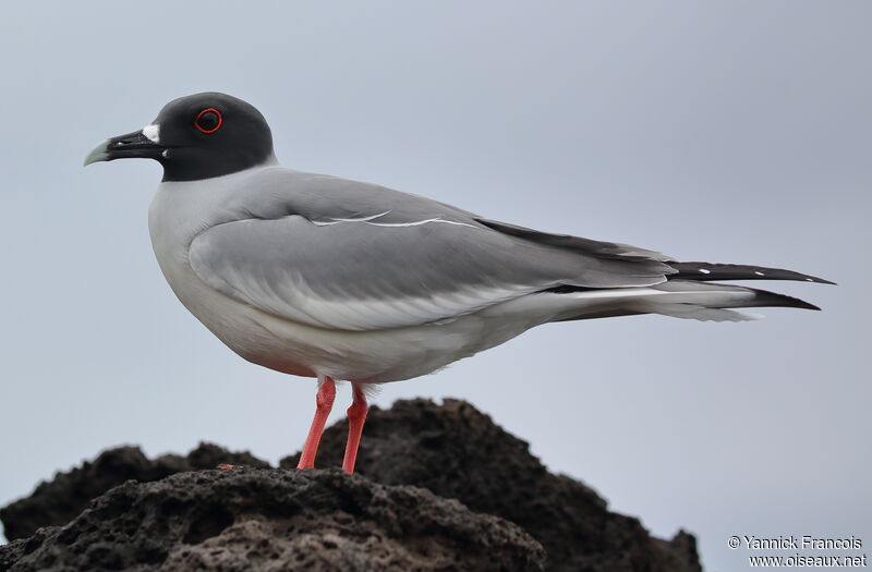 Mouette à queue fourchueadulte, identification, composition