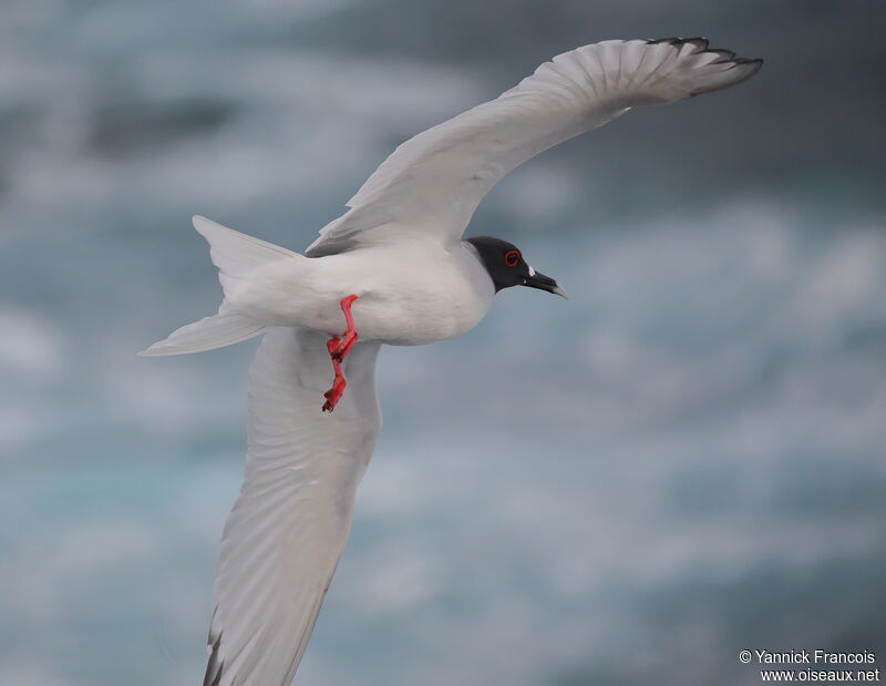 Mouette à queue fourchueadulte, composition, Vol