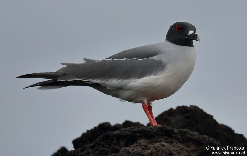 Mouette à queue fourchueadulte, identification, composition