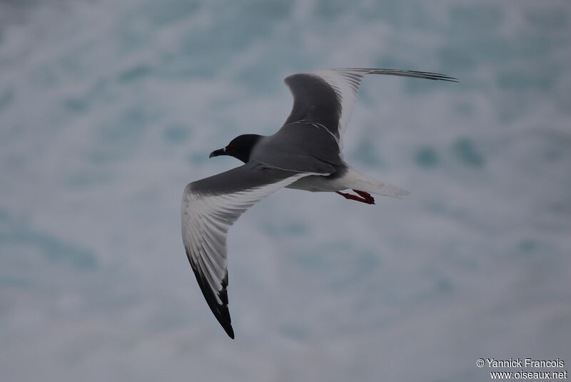 Mouette à queue fourchueadulte, composition, Vol