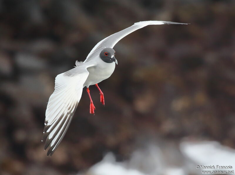 Mouette à queue fourchueadulte, composition, Vol