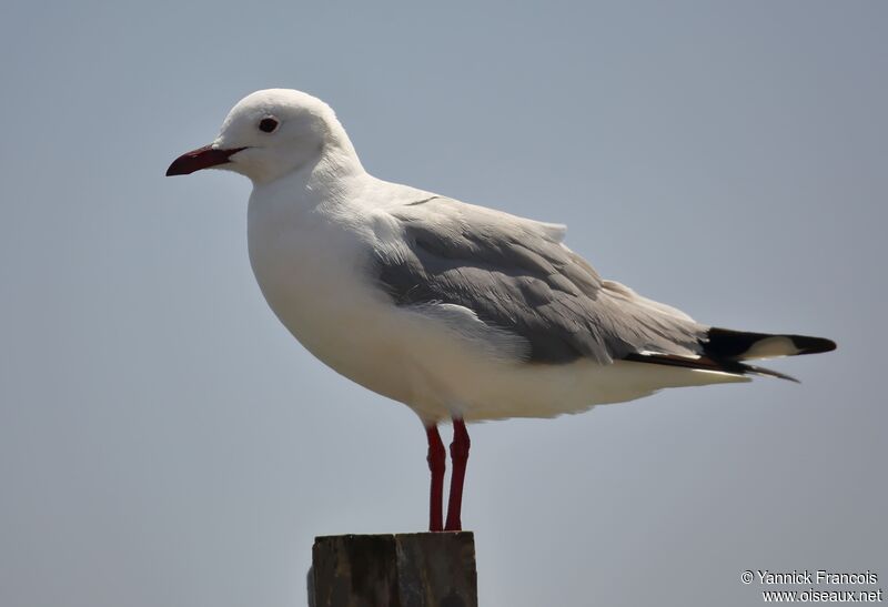 Hartlaub's Gulladult, identification, aspect